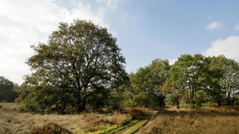 Manderveense heide
